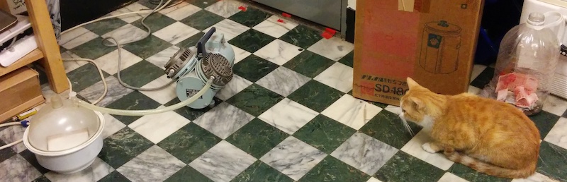 An adorable cat watching vacuum degassing a mold